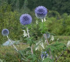 Echinops bannaticus