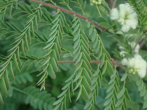 Image of Acaciella Lemmonii (Acaciella lemmonii) by no rights reserved