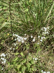 Ageratina aromatica