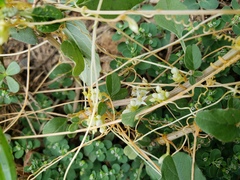 Cuscuta umbellata