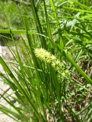 Tofieldia calyculata