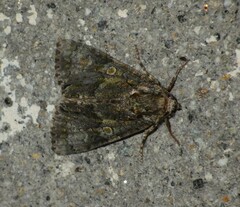 Craniophora ligustri