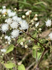 Ageratina aromatica