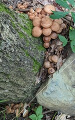 Desarmillaria tabescens