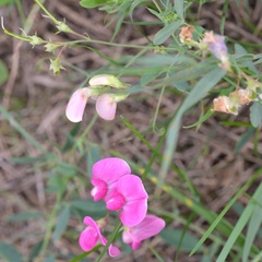 Lathyrus tuberosus