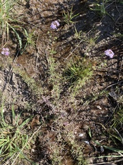 Glandularia tenera
