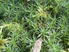 Polytrichum juniperinum