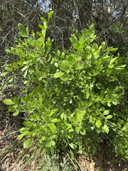 Dermatophyllum secundiflorum