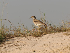Burhinus vermiculatus