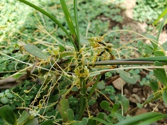 Cuscuta umbellata