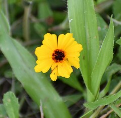 Thelesperma filifolium