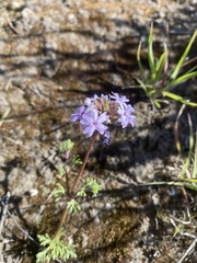 Glandularia tenera