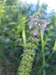 Stachys palustris