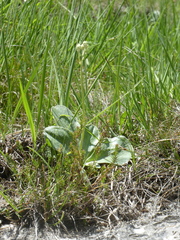 Primula auricula