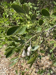 Dermatophyllum secundiflorum