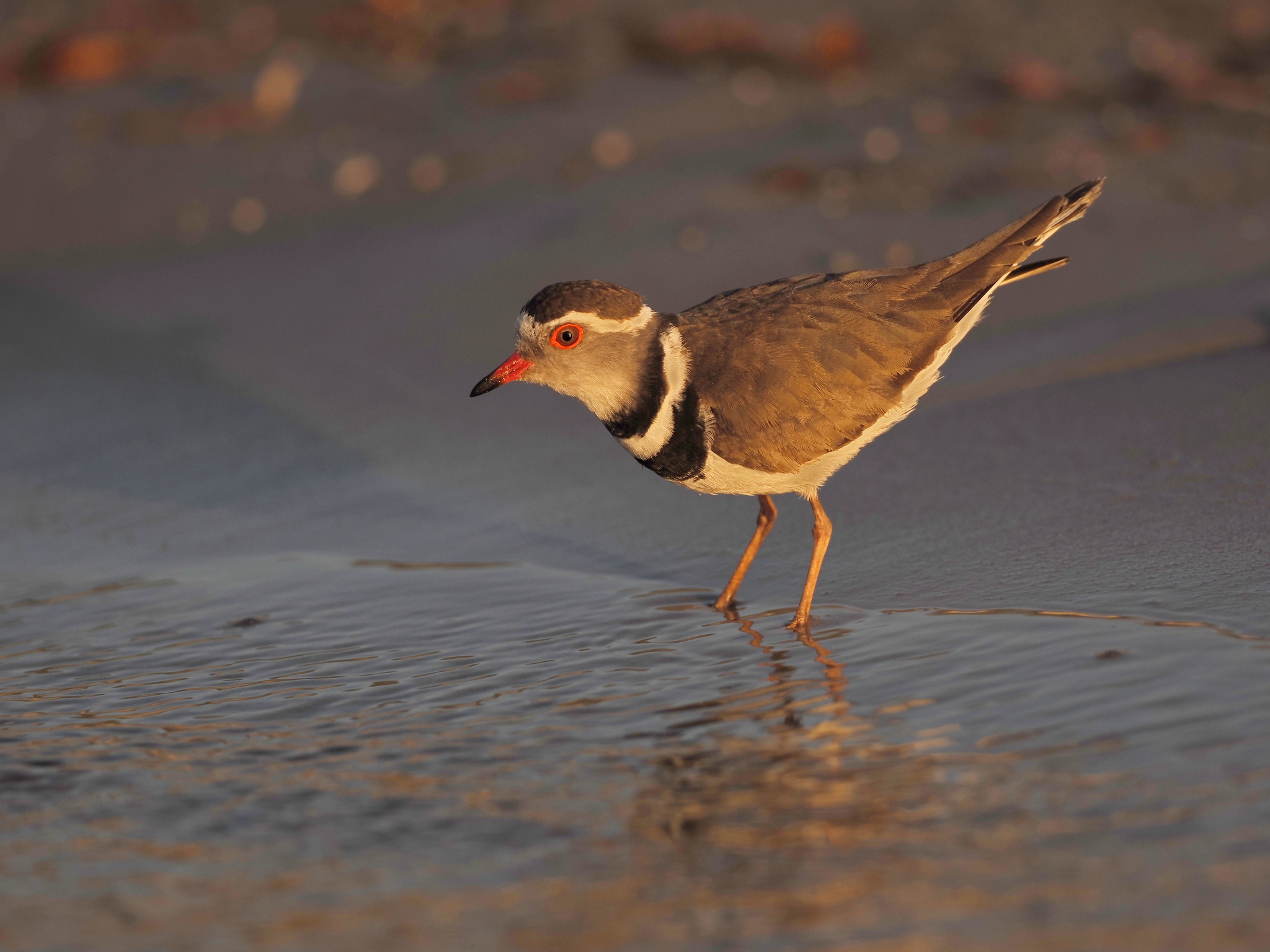 Three-banded Plover (Thinornis tricollaris)