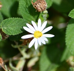 Aphanostephus ramosissimus