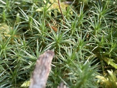 Polytrichum juniperinum
