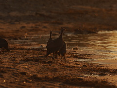 Numida meleagris mitratus