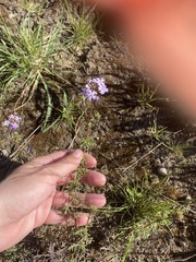 Glandularia tenera