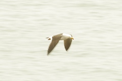Larus belcheri