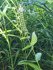 Stachys palustris