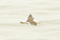 Larus belcheri