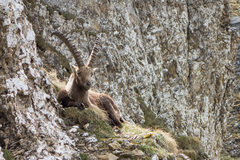 Capra ibex