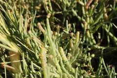 Salicornia pacifica