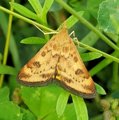 Pyrausta subsequalis