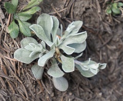 Physaria
