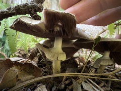 Agaricus placomyces