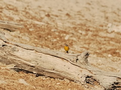 Emberiza flaviventris kalaharica