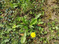 Crepis capillaris