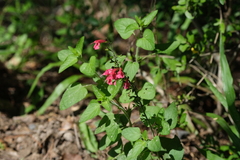 Salvia coccinea