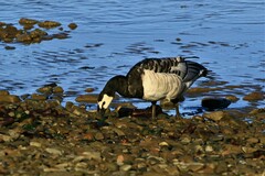 Branta leucopsis