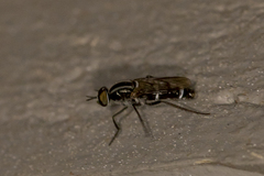 Ozodiceromyia