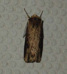 Axylia putris