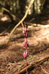 Corallorhiza