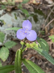 Tradescantia subaspera