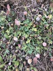 Trifolium fragiferum
