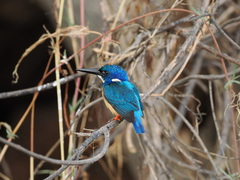 Alcedo semitorquata