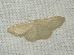 Idaea straminata