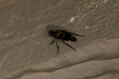 Ozodiceromyia