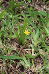Hypoxis mexicana