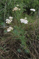 Achillea
