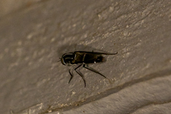 Ozodiceromyia