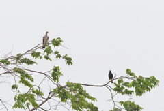 Patagioenas speciosa