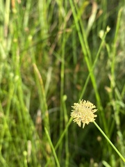 Fuirena scirpoidea