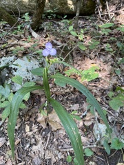 Tradescantia subaspera